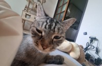 먼치킨 롱레그 분양