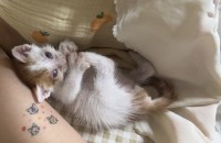 아기 고양이 분양합니다