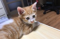 생후45일된 남아에요 충남사시는분들!