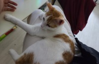 생후 1년된 개냥이입니다