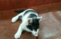 (대구)생후 2개월된 여아 무료분양합니다