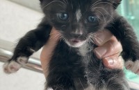 새끼 고양이 분양합니다~~