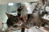 아기고양이 무료분양합니다~