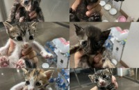 아기냥이 분양합니다