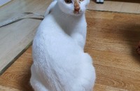 1년반된 코숏 남아/여아 무료분양합니다