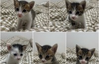 코숏 아기고양이 5마리 분양합니다!