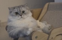 페르시아 친칠라 분양합니다