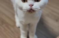 스코티쉬 폴드 고양이 분양 합니다