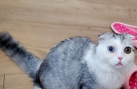 이쁘게 기워주실 집사님만 연락주세요