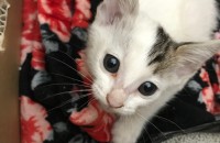 부산 아기고양이 유기묘 분양해요