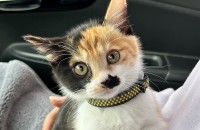 귀여운 고양이 집사님이 되어주세요!