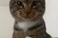 2살된개냥이 분양합니다ㅜㅜ