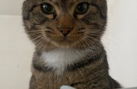 2살된 코숏 고양이 분양합니다