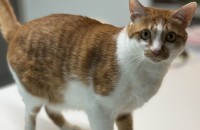 착하고 예쁜 코쇼 ‘나쵸’를 잘 키워 주세요~