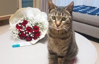 아기 고양이 무료분양합니다~