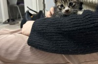 경기 부천시 아깽이 (새끼고양이) 분양