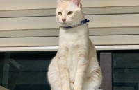 고양이 분양보냅니다.